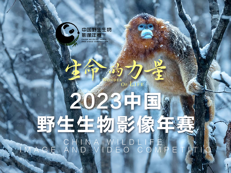 2023中国野生生物影像年赛（截稿2023年8月18日）
