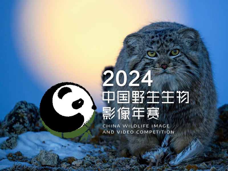 2024中国野生生物影像年赛（截稿2024年8月18日）
