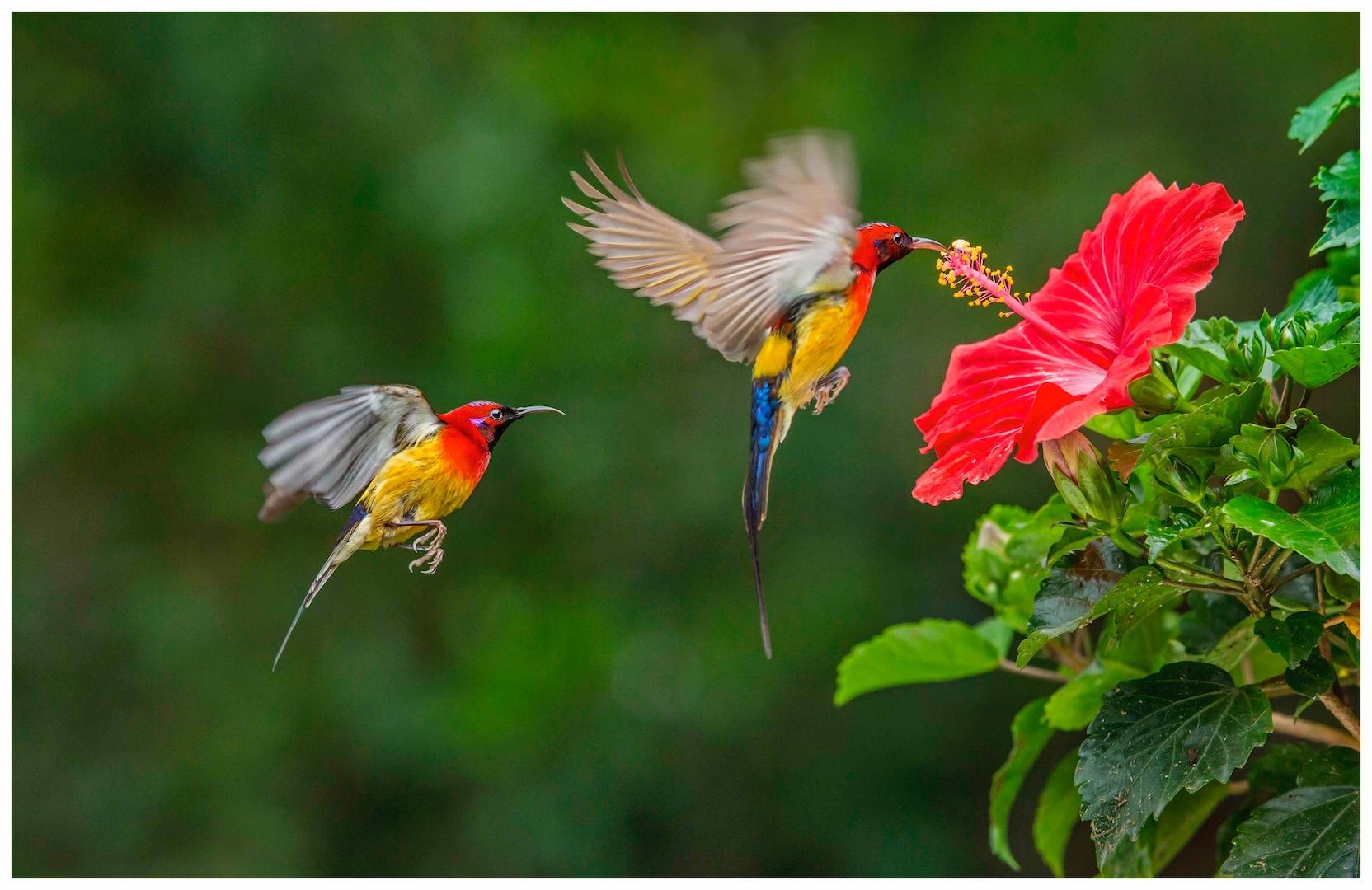 2025年12月 —— 晶宸计划主办或代理的国际摄影赛事
