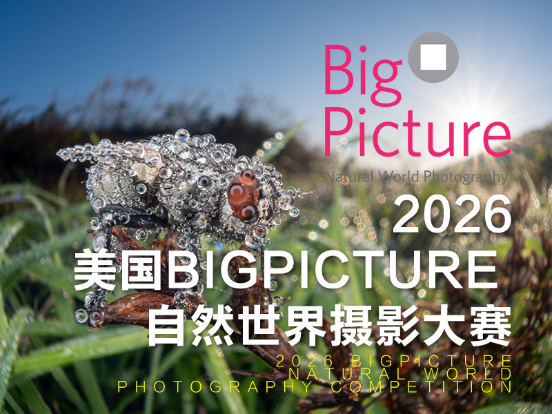 2026美国BigPicture 自然世界摄影大赛（截稿2026年2月21日）