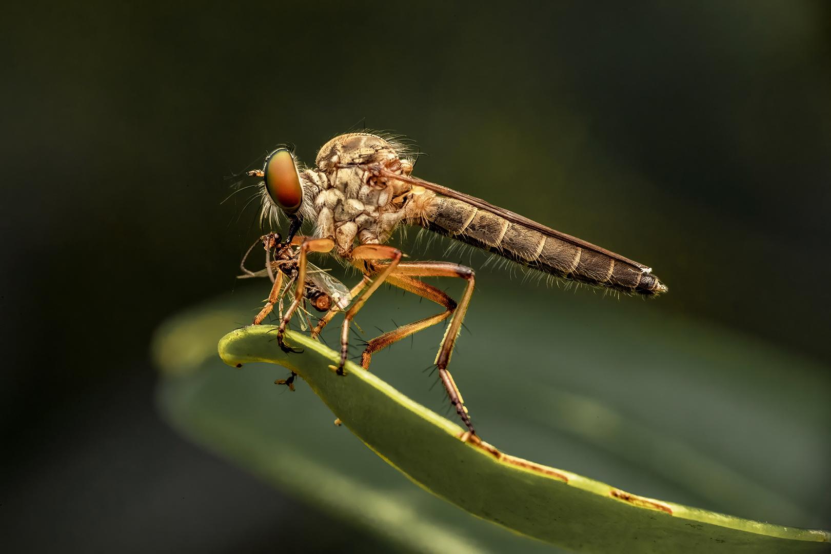 2026年5月 —— 晶宸计划主办或代理的国际摄影赛事